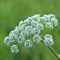 Angélique des Bois ( Angelica sylvestris- AFB2)