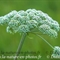 Angélique des Bois ( Angelica sylvestris - AFB4)