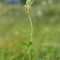 Reine des Prés ( Filipendula ulmaria - AFB5)