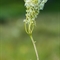 Reine des Prés ( Filipendula ulmaria - AFB2)