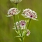 Grande Astrance (Astrantia major - AFB1)