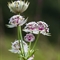 Grande Astrance (Astrantia major - AFB2)