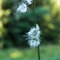 Linaigrette à Feuilles étroites ( Eriophorum angustifolium - AFB1 )