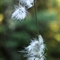 Linaigrette à Feuilles étroites ( Eriophorum angustifolium - AFB3 )