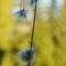 Linaigrette à Feuilles étroites ( Eriophorum angustifolium - AFB2 )