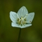 Parnassie des Marais ( Parnassia palustris - AFB1)