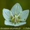Parnassie des Marais ( Parnassia palustris - AFB4)