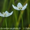 Parnassie des Marais ( Parnassia palustris - AFB6)