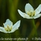 Parnassie des Marais ( Parnassia palustris - AFB5)