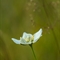 Parnassie des Marais ( Parnassia palustris - AFB7)