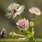 Grande Astrance (Astrantia major - AFB4)