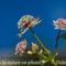 Grande Astrance (Astrantia major - AFB3)