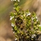 Euphraise de Salzbourg ( Euphrasia salisburgensis - AFB4)