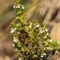 Euphraise de Salzbourg ( Euphrasia salisburgensis - AFB3)