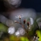 Saxifrage étoilé ( Micranthes stellaris - AFB2 )