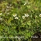 Renoncule à feuilles d'Aconit ( Ranunculus aconitifolius - AFB1 )