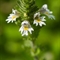 Euphraise officinale ( Euphrasia officinalis - AFB1)