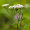 Achillée millefeuille ( Achillea millefolium - AFB3 )