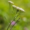 Achillée millefeuille ( Achillea millefolium - AFB2 )