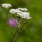 Achillée millefeuille ( Achillea millefolium - AFB1 )