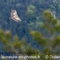 Vautour Fauve ( OV155)