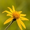 Arnica ( Arnica montana  - FAJ4)