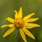 Arnica ( Arnica montana  - FAJ3)