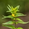 Mélampyre des Forêts ( Melampyrum sylvaticum - FAJ1 )