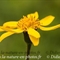 Arnica ( Arnica montana  - FAJ1)