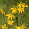 Arnica ( Arnica montana  - FAJ5)