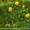 Trolle d'Europe ( Trollius europaeus - FAJ4 )