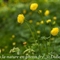 Trolle d'Europe ( Trollius europaeus - FAJ4 )