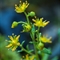 Saxifrage des Ruisseaux ( Saxifraga aizoides - FAJ6 )