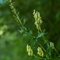 Aconit tue-loup ( Aconitum lycoctonum subsp. vulparia - FAJ3 )