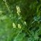 Aconit tue-loup ( Aconitum lycoctonum subsp. vulparia - FAJ2 )