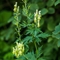 Aconit tue-loup ( Aconitum lycoctonum subsp. vulparia - FAJ1)