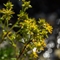 Saxifrage des Ruisseaux ( Saxifraga aizoides - FAJ2 )