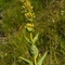 Gentiane Jaune ( Gentiana lutea - FAJ1 )