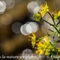 Saxifrage des Ruisseaux ( Saxifraga aizoides - FAJ5)