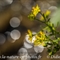 Saxifrage des Ruisseaux ( Saxifraga aizoides - FAJ7 )