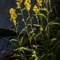 Solidage ( Solidago virgaurea - FAJ4)