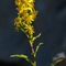 Solidage ( Solidago virgaurea - FAJ5)