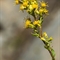 Solidage ( Solidago virgaurea - FAJ3)