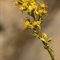 Solidage ( Solidago virgaurea - FAJ1)