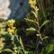 Solidage ( Solidago virgaurea - FAJ2)