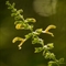 Sauge Glutineuse ( Salvia glutinosa - FAJ2)