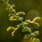 Sauge Glutineuse ( Salvia glutinosa - FAJ3)