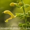 Sauge Glutineuse ( Salvia glutinosa - FAJ5)