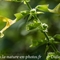 Sauge Glutineuse ( Salvia glutinosa - FAJ7)