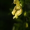 Sauge Glutineuse ( Salvia glutinosa - FAJ8)
